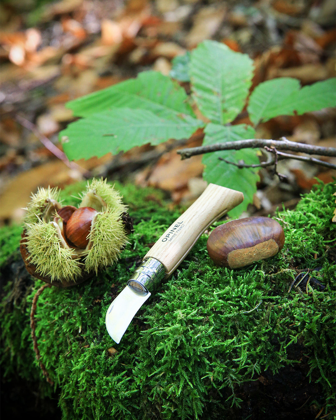 Opinel No.07 Chestnut & Garlic Folding Knife (002360)