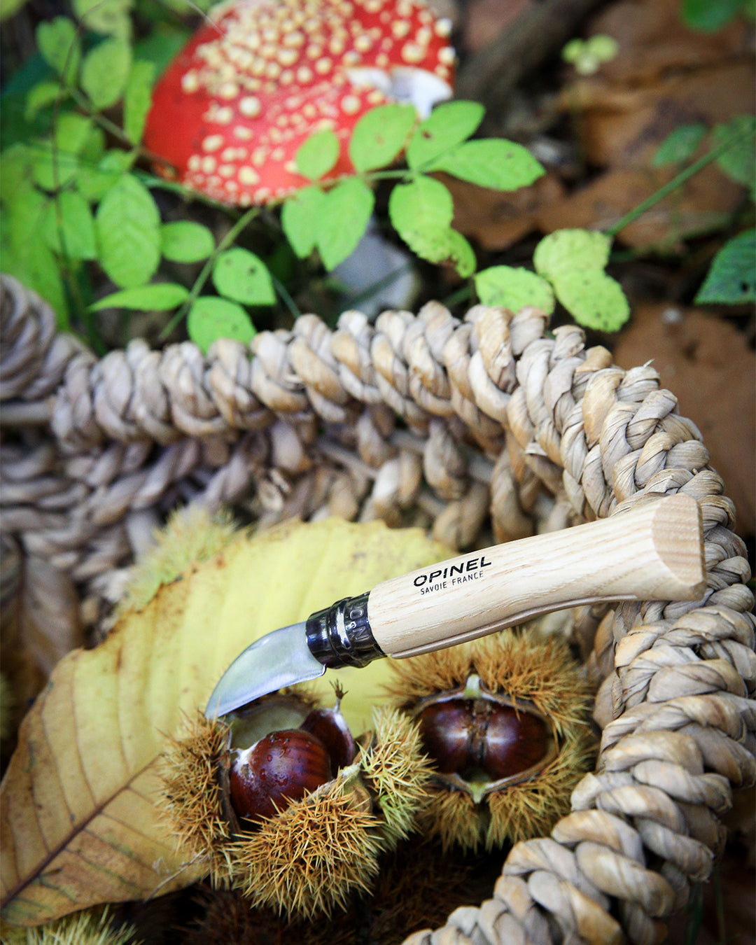 Opinel Chestnut Garlic no.07 Folding Knife Beechwood Handle Expedition Exchange