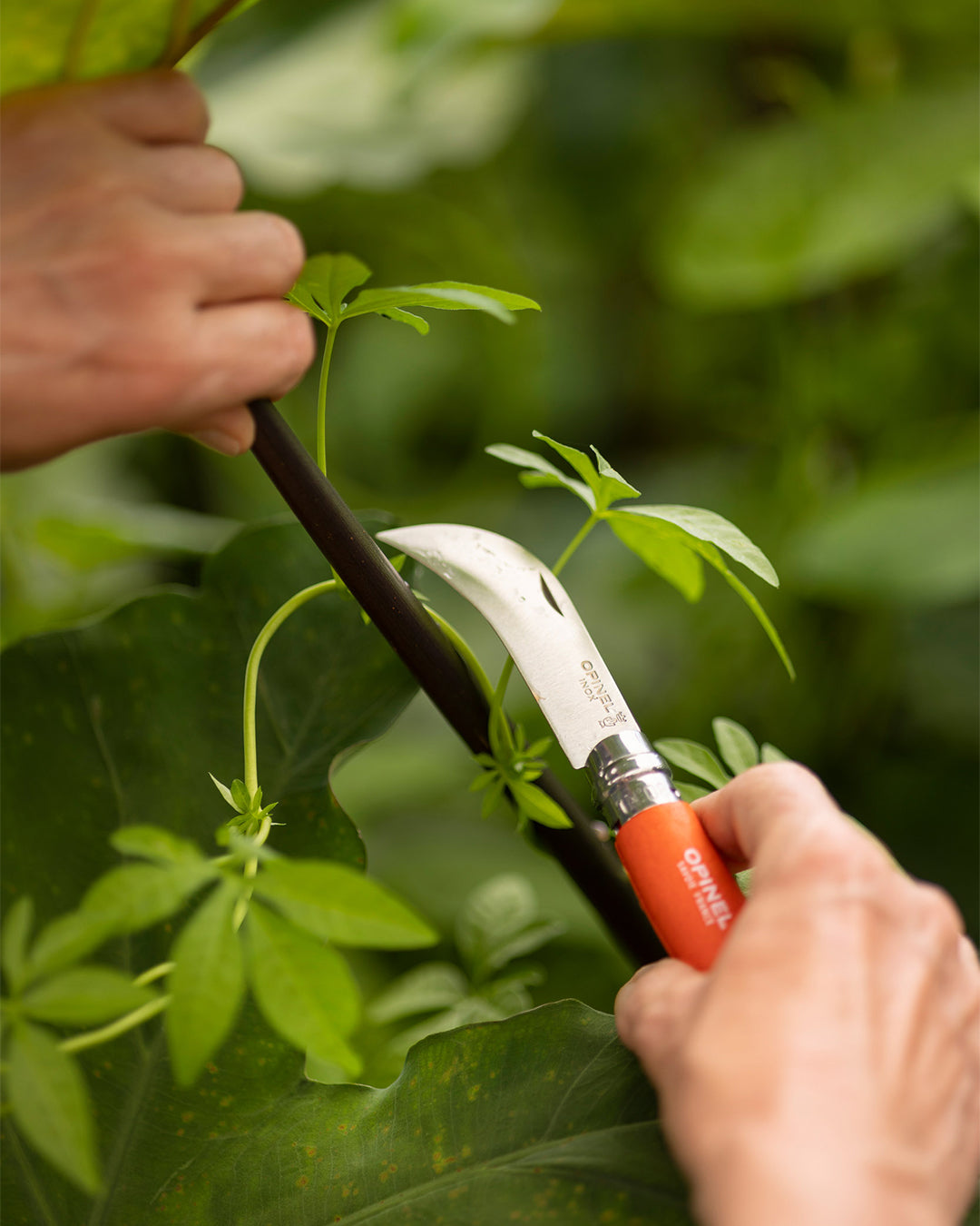 Opinel No.08 Pruning Knife Garden Trio Colors Expedition Exchange